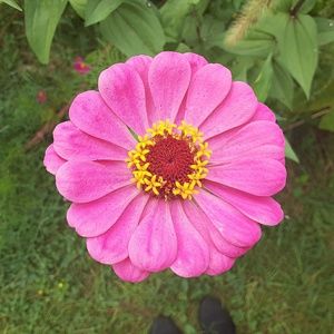 Meet your Posher, Sadie